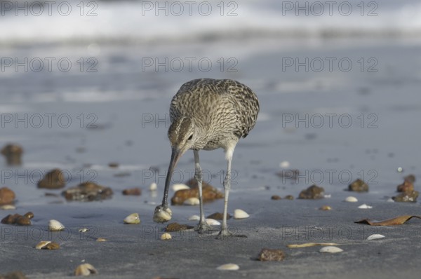 Whimbrel (Numenius phaeopus) foraging, Gambia, Africa