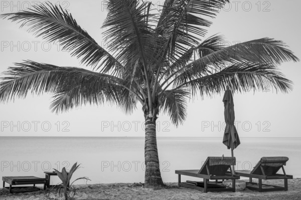 Beach with palm tree and reserved deckchairs in front of sunrise, Koh Chang, Andaman Sea, Southern Thailand, Thailand, Asia