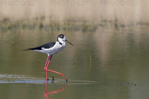 Black-winged stilt (Himantopus himantopus) adult male foraging in shallow water of pond at wetland in spring