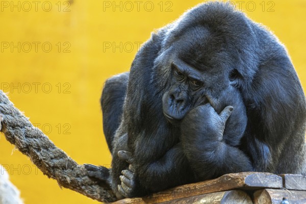 A gorilla is sitting on a wooden platform and looking down. The scene is set in a zoo, and the gorilla appears to be deep in thought