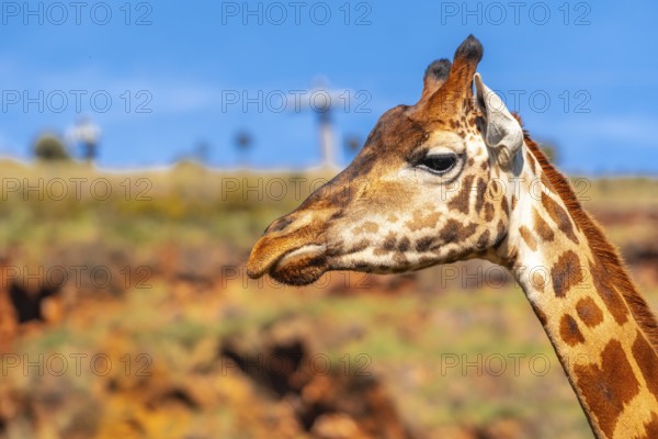 A giraffe is standing in front of a rocky hill. The giraffe is looking at the camera