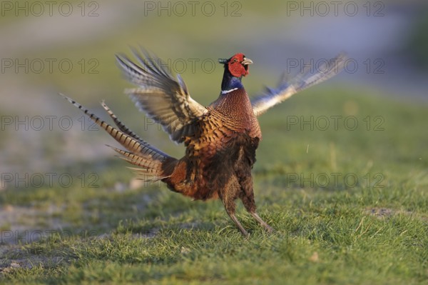 Common Pheasant (Phasianus colchicus) male mating, Lower Saxony, Germany, Europe