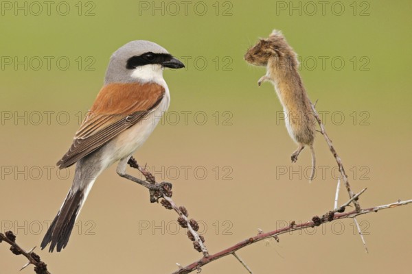 Red-backed Shrike (Lanius collurio) male, Baden-Wuerttemberg, Germany, Europe