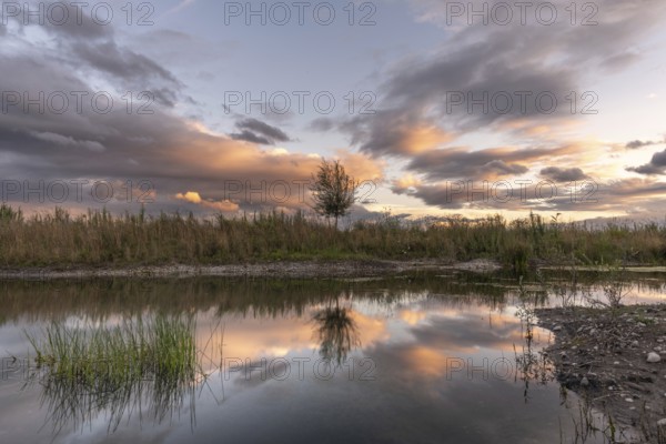 A body of water with a tree in the foreground. The water is calm and the sky is cloudy. Bas-Rhin, Alsace, Grand Est, France, Europe
