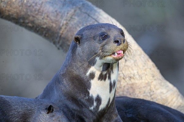 Giant otter (Pteronura brasiliensis) Pantanal Brazil