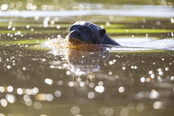 Giant otter (Pteronura brasiliensis) Pantanal Brazil