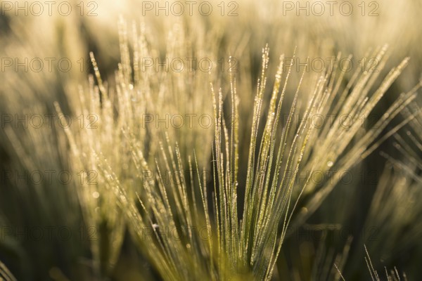 Awns of barley (Hordeum vulgare) with water droplets in the backlight, ear of grain in the morning light, Saxony, Germany, Europe