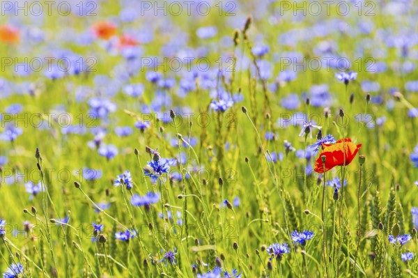 Cornflowers (Centaurea cyanus) in bloom, Saxon Switzerland, Saxony, Germany, Europe