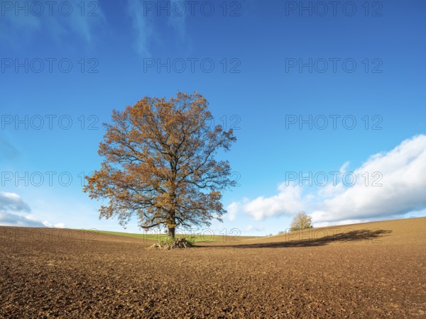 Solitary oak tree on ploughed field under blue sky with clouds in autumn, Burgenlandkreis, Saxony-Anhalt, Germany, Europe