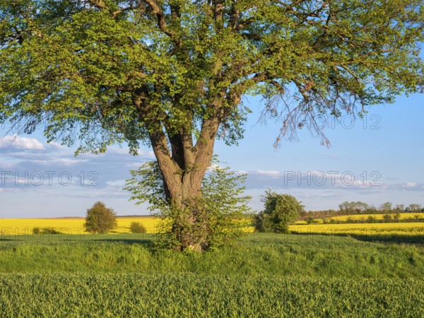 Field landscape with lime tree and flowering rape field in spring, near Freyburg, Saxony-Anhalt, Germany, Europe