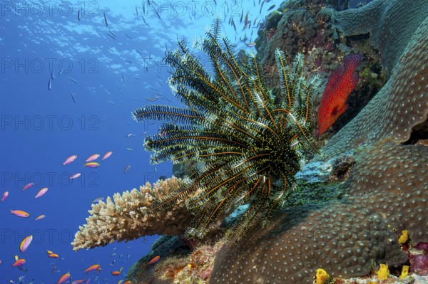 Underwater photo of Noble feather star (Comaster nobilis) hair star sits on stony coral (Scleractinia) filters zooplankton phytoplankton from nutrient-rich seawater into healthy intact colourful vibrant intact coral reef, Pacific Ocean, Yap Island, Yap State, Caroline Islands, Federated States of Micronesia FSM, Australia, Oceania