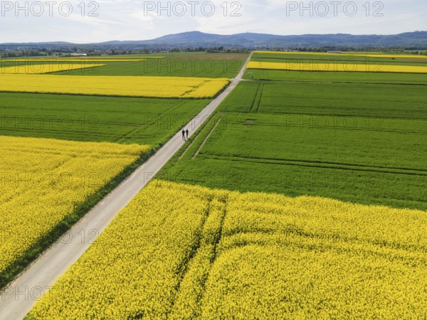 Two joggers run between blossoming rape fields towards the Taunus ridge. (Aerial photo with a drone), Frankfurt am Main, Hesse, Germany, Europe