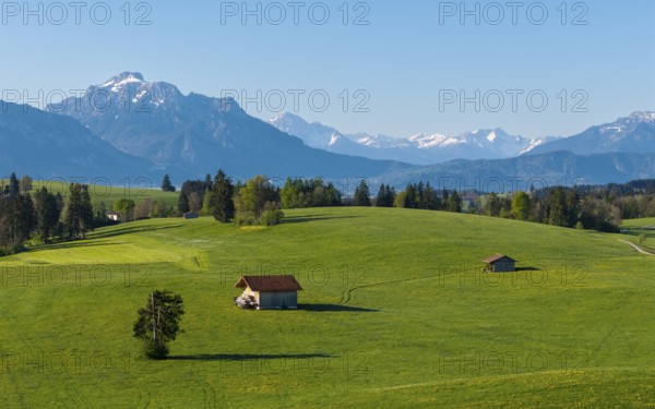 Two huts stand on blooming meadows with mountains in the background and blue sky, Alps, near Füssen, Ostallgäu, Allgäu, Bavaria, Germany, Europe