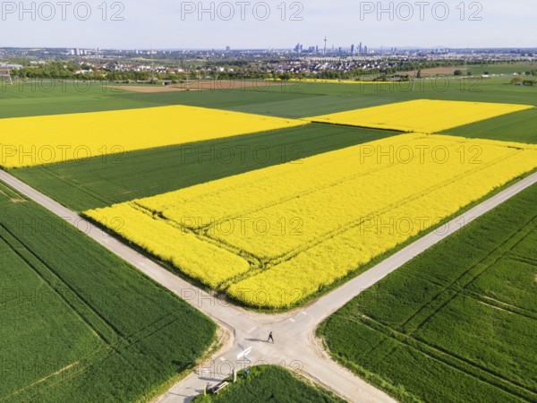 Behind blossoming rapeseed fields and the A5 motorway lie the Frankfurt districts of Kalbach and Riedberg. Behind them rise the skyscrapers of the banking skyline. (Aerial view with a drone), Frankfurt am Main, Hesse, Germany, Europe