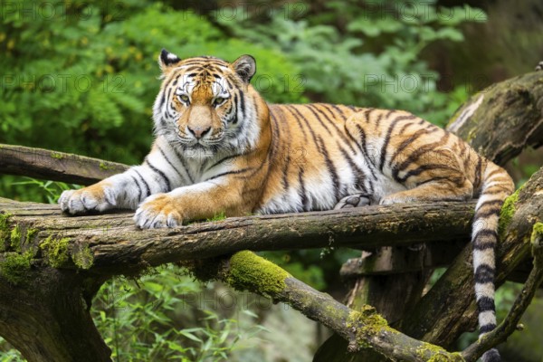 Siberian tiger (Panthera tigris altaica), lying on old wood, captive, Germany, Europe