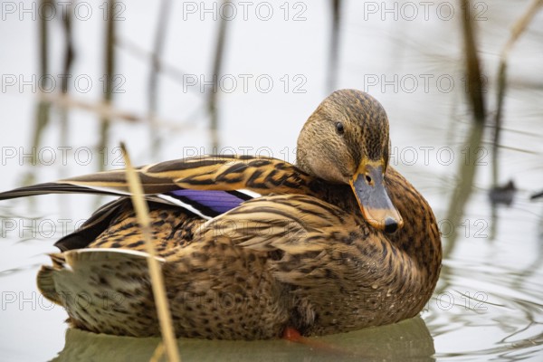 Mallard (Anas platyrhynchos) wbl Germany