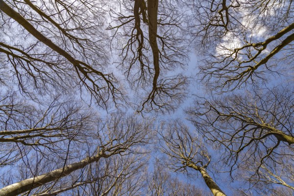 View upwards into the original beech forest, UNESCO World Heritage Site on the Baltic Sea coast in Jasmund National Park, Ruegen Island, Mecklenburg-Western Pomerania, Germany, Europe