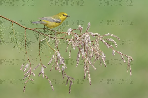 Blue-winged Warbler (Vermivora cyanoptera) female perched on a branch, Texas, USA, North America