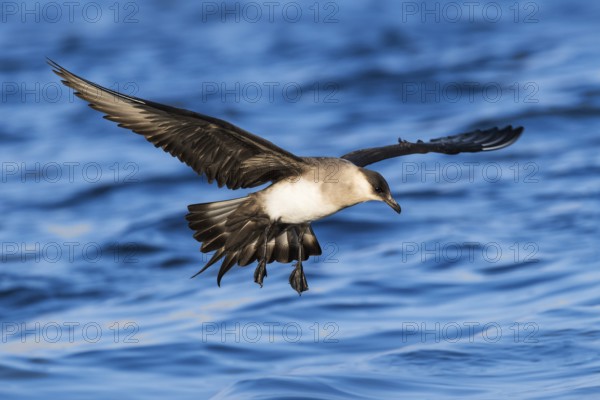 Parasitic Jaeger (Stercorarius parasiticus) flying, Eilat, Israel, Asia