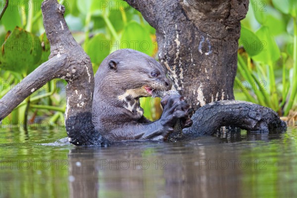 Giant otter (Pteronura brasiliensis) Pantanal Brazil