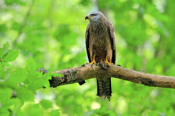 Black Kite (Milvus migrans), adult, alert, perch, Šumava, Czech Republic, Europe