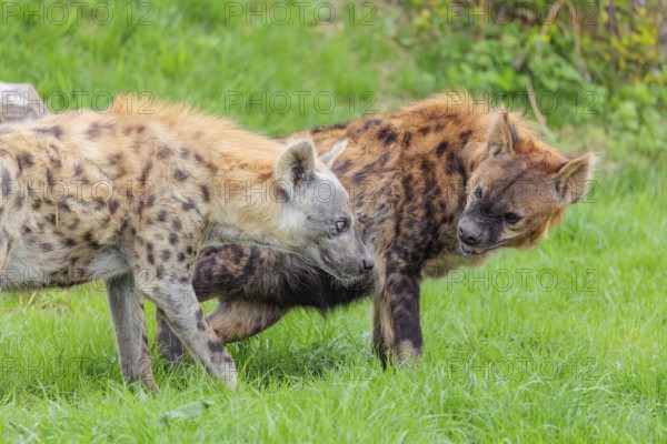 Two adult spotted hyenas (Crocuta crocuta), one male and one female, display courtship behaviour