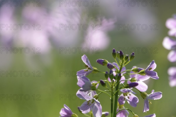 Meadowfoam (Cardamine) on a spring meadow, April, Germany, Europe