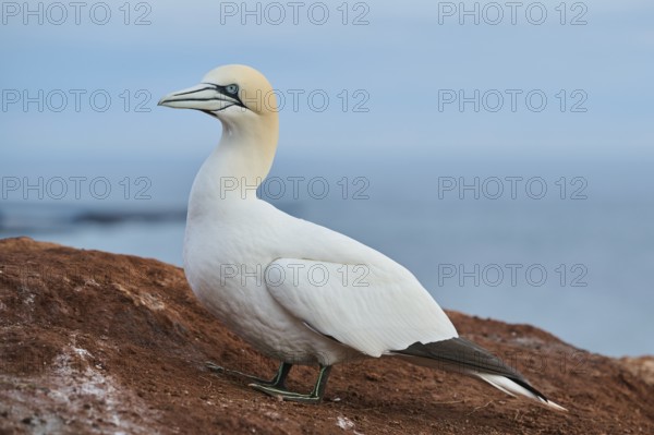 Northern gannet (Morus bassanus) standing on the cliff with the sea in the background, wildlife, Helgoland, Germany, Europe