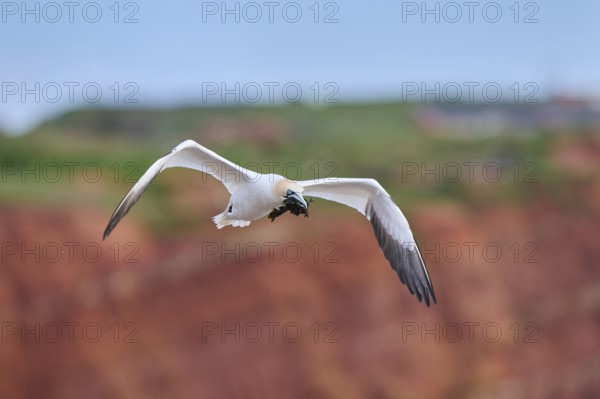 Northern gannet (Morus bassanus) flying over the cliffs, wildlife, Helgoland, Germany, Europe