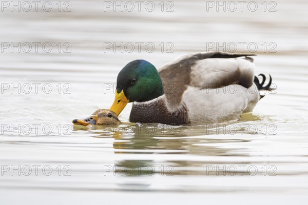 Mallard (Anas platyrhynchos) Mating Germany
