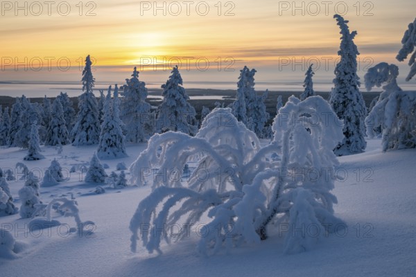Winter landscape with snow-covered trees, Riisitunturi National Park, Posio, Lapland, Finland, Europe