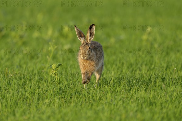 European hare (Lepus europaeus), Texel, province of North Holland, Netherlands
