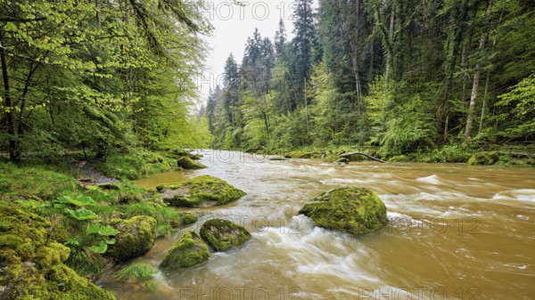 European beech trees shedding leaves, in the foreground moss-covered stones on the river Sihl, Sihlsprung, Menzingen, Canton Zug, Switzerland, Europe