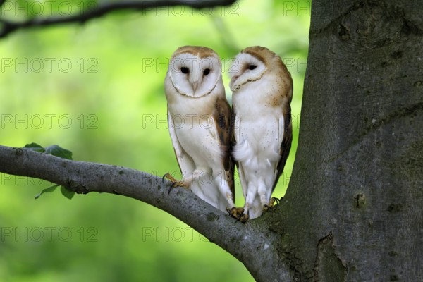 Barn owl (Tyto alba), adult, pair, vigilant, on tree, in summer, Šumava, Czech Republic, Europe