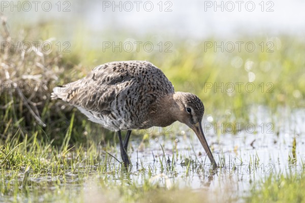 Black-tailed godwit (Limosa limosa), Lower Saxony, Germany, Europe
