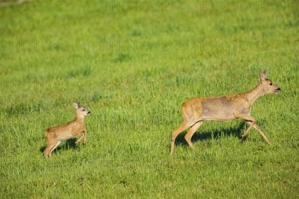 Roe deer (Capreolus capreolus) doe with fawn Germany