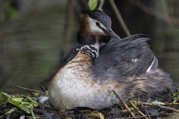 Great Crested Grebe (Podiceps Scalloped ribbonfish) with juveniles), Emsland, Lower Saxony, Germany, Europe