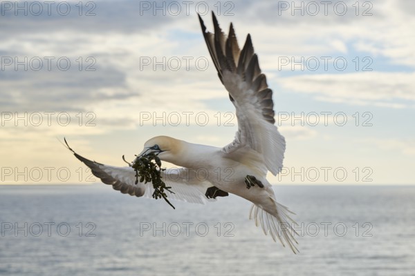Northern gannet (Morus bassanus) flying over the sea with rivet material in the beak, landing wildlife, Helgoland, Germany, Europe
