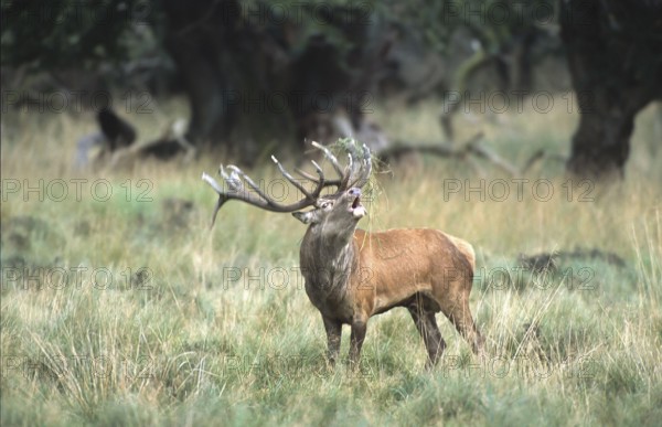 Red deer (Cervus elaphus), roaring, rutting, Solling, Lower Saxony, Germany, Europe
