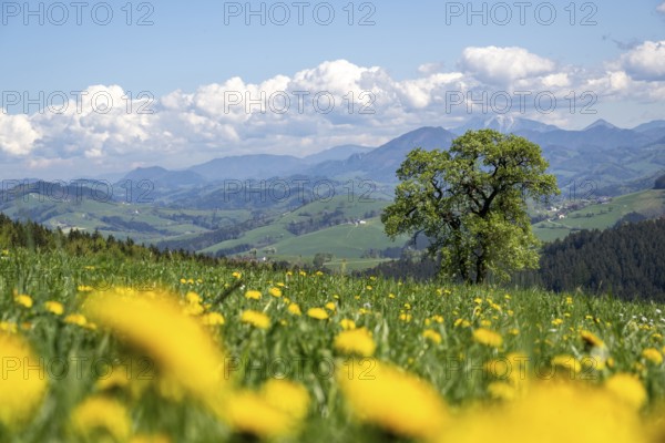 Flowering pear trees, fruit trees, cider route, Mostviertel, Alpine foothills, Lower Austria, Austria, Europe