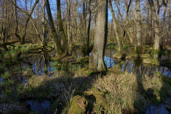 Dark shadow falls on a swampy forest with reflecting water and branched trees, oak, spring, nature reserve Rote Lache by Wolfgang, Wolfgang, Hanau, Hesse, Germany, Europe