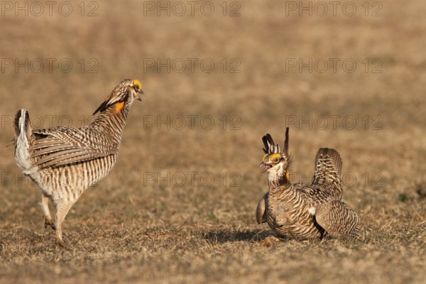 Greater Prairie Chicken (Tympanuchus cupido) male, Wisconsin, USA, North America