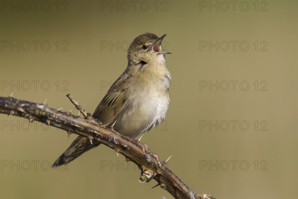 Common Grasshopper Warbler (Locustella naevia) singing, Wales, United Kingdom, Europe
