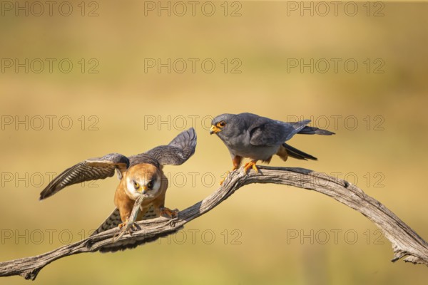 Red-footed falcon (Falco vesperetinus) Male handing over a captured lizard to female, Hungary, Europe