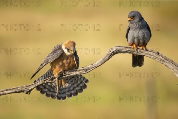 Red-footed falcon (Falco vesperetinus) Male handing over a captured lizard to female, Hungary, Europe