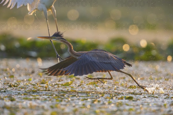 Purple heron (Ardea purpurea), the bird searches for prey in shallow water in the early morning and flies off, Hungary, Europe