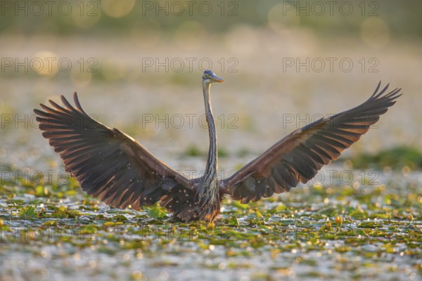 Purple heron (Ardea purpurea), the bird searches for prey in shallow water in the early morning and flies off, Hungary, Europe