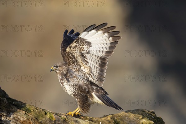 Steppe buzzard (Buteo buteo) Germany