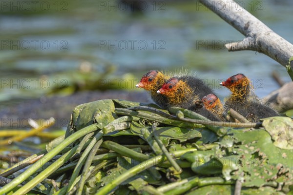 Eurasian burbot (Fulica atra) chicks on the nest. Bas Rhin, Alsace, France, Europe