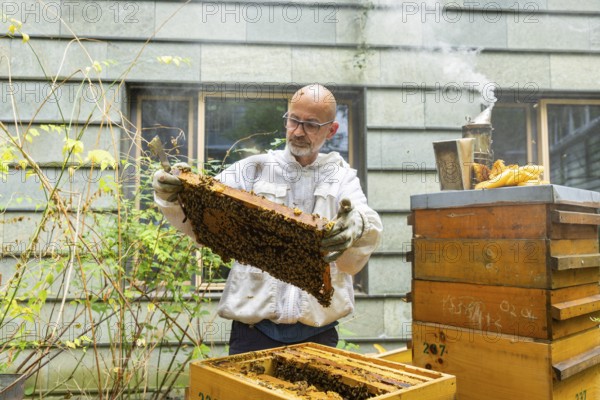 Jens Ardelt hiving a beehive. Since the beginning of 2023, 500, 000 new employees have been working in the Saxon Ministry of Labour: Eight bee colonies have been busily collecting nectar for honey ever since. Beekeeper Rico Heinzig (MyHoney GmbH from Meißen) has been known throughout Germany since his legal dispute with satirist Jan Böhmermann. MyHoney currently looks after over 200 bee colonies. In 2022, the organic beekeeping business received the international London Money Award in Gold, beekeeper at the Saxon Ministry of Labour, Dresden, Saxony, Germany, Europe